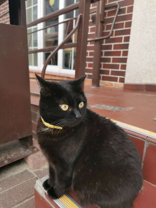 Гостиница Элиза ИНН Зеленоградск-60